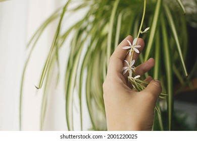 Hand Holding White Flowers Of Spider Plant Close Up On Background Of Room With Plants. Chlorophytum Blooming Flowers And Green Striped Leaves, Pot On Wooden Shelf. Houseplant