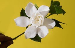 Hand Holding White Gardenia With Leaf ,stem On Yellow Background