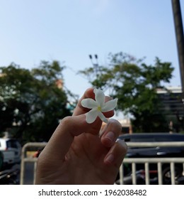 Hand Holding White Jasmine Flowers