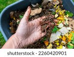 Hand holding worms in a worm composter with food waste