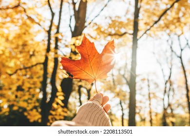 A hand holding a yellow autumn leaf close-up in sunlight. Autumn leaves in the park. Autumn background. - Shutterstock ID 2208113501