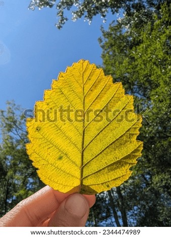 Hand is holding Yellow autumn leave with blue sky and green forest background