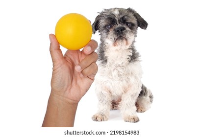 Hand Holding Yellow Ball In Front Of Shih Tzu Dog