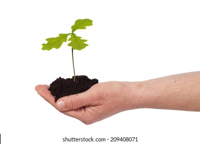 Hand Holding Young Oak Tree