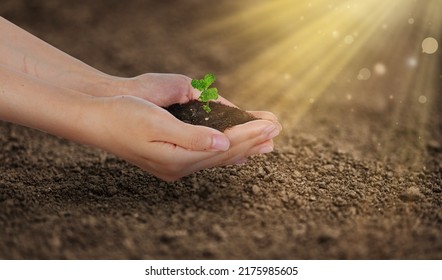 hand holding young plant . eco earth day concept
