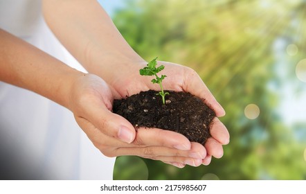 hand holding young plant . eco earth day concept