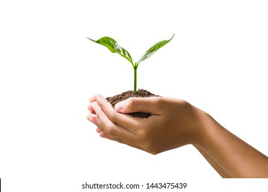 Hand Holding Young Plant Isolate On White Background