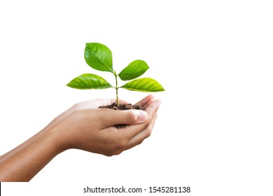 Hand Holding Young Plant Isolate On White Background