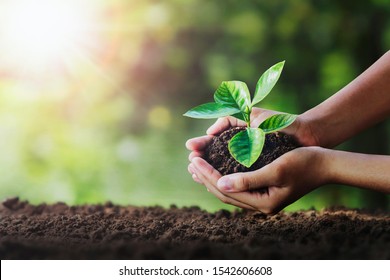 hand holding young plant on soil and green nature background. eco concept - Powered by Shutterstock