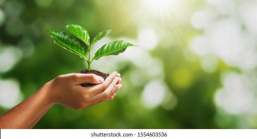 Hand Holding Young Plant On Blur Green Nature Background And Sunslight. Concept Eco Earth Day