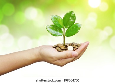 Hand Holding A Young Tree Growing On Coins