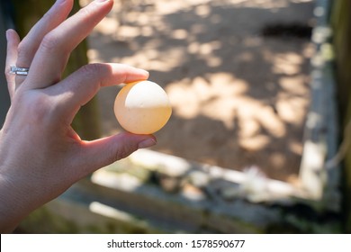 Hand Holds Up A Baby Sea Turtle Egg In Sri Lanka