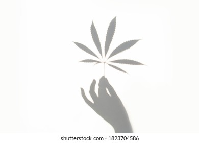 Hand Holds A Cannabis Leaf On A White Background. Contrasting Shadow