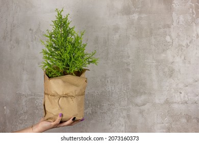 Hand Holds Cupressus Goldcrest Wilma In Kraft Paper Packaging.