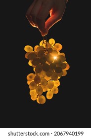 A hand holds grapes in the air on a black background. Volumetric winery. A bunch of green bush grapes with copy space.