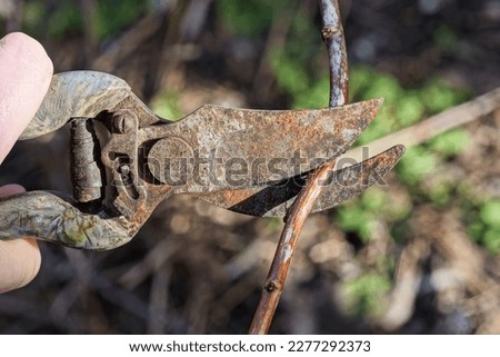 a hand holds a gray rusty metal pruner pruning a brown dry branch of a plant in a spring garden