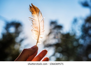 Hand Holds His Fingers Feather Lit Stock Photo 1366369571 | Shutterstock