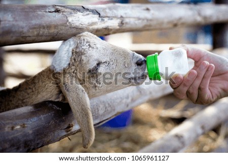 The hand holds the milk bottle and filing it to the sheep or goat. Feeding lamb or goat.