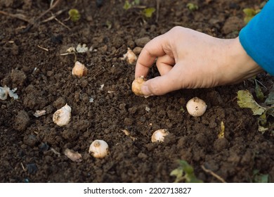 a hand holds a muscari bulb before planting in the ground