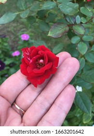 Hand holds a red rose bud