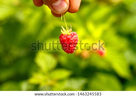 Similar – Walderdbeeren pflücken