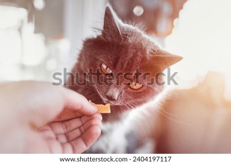 A hand holds a snack for a pet tabby cat, who has beautiful fur and a sweet expression. The cat is a purebred feline and a loyal pet, who gets some nutrition and attention from its owner.