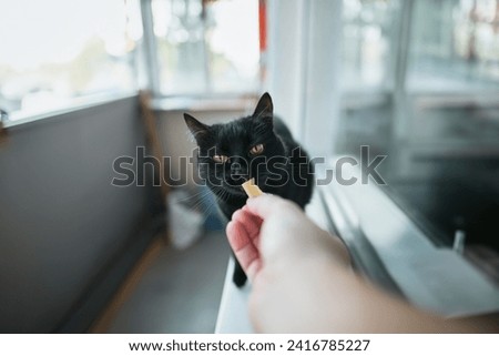 A hand holds a snack for a pet tabby cat, who has beautiful fur and a sweet expression. The cat is a purebred feline and a loyal pet, who gets some nutrition and attention from its owner.