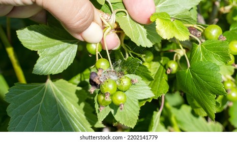 3,225 Rotten berry Images, Stock Photos & Vectors | Shutterstock