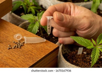 Hand holds tube with seeds for growing marijuana