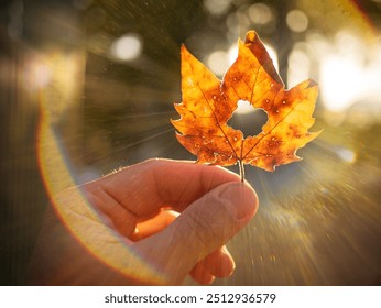 A hand holds up a yellow autumn leaf, shot against beautiful background of sunset sunlight, soft sun rays shining through dried maple leaf. Closeup. Concept of golden autumn fall and change of season. - Powered by Shutterstock