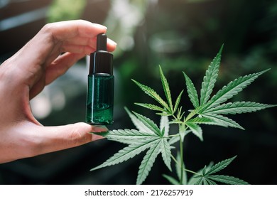 Hand Holing Cannabis Oil With Cannabis Plants Green House Cannabis Farm, CBD Oil, Pharmasutical Laboratory For Alternative Medicine.