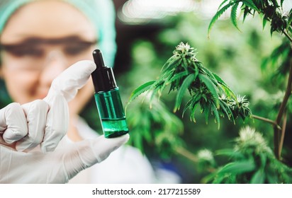 Hand Holing Cannabis Oil With Cannabis Plants Green House Cannabis Farm, CBD Oil, Pharmasutical Laboratory For Alternative Medicine.