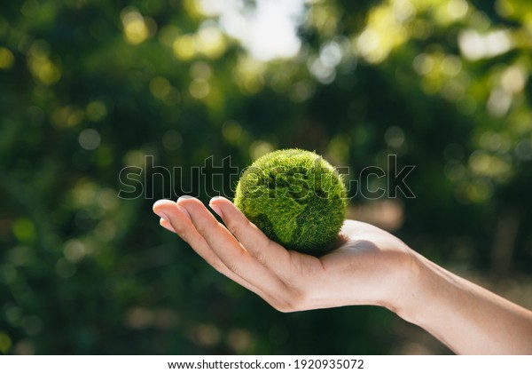 Hand of human holding\
earth at garden in morning, ecology and world sustainable\
environment concept.