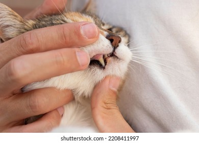 Hand Of Human Veterinarian Showing The Teeth And Tooth Of Adult Domestic Feline Cat While They Do The Revision