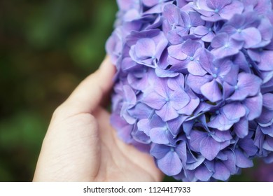 Hand and hydrangea flower