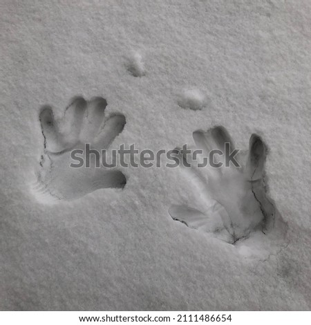 Hand impression in snow, handprint in snow, print of two hands with fingers in snow 