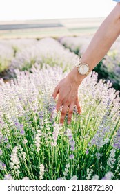 Hand Lavender Field Woman Walking 