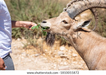 Hand with leaves feeds Nubian ibex, Capra nubiana.