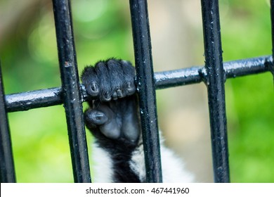 Hand Lemur Clings To The Cage