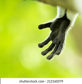 Hand Of Lemur Paw