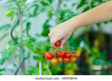 Hand Of Little Kid Picking Fresh Ripe Tomatoes Vegetables  In Greenhouse. Child Helping On Sunny Summer Day. Family, Garden, Gardening, Lifestyle