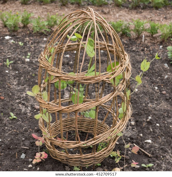 Hand Made Willow Frame Supporting Pea Stock Photo (Edit Now) 452709517