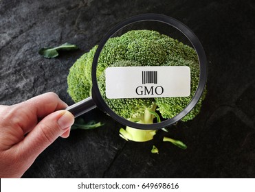 Hand with magnifying glass examining broccoli with GMO label                             