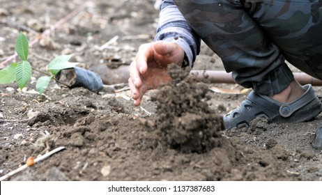 Hand of male digs soil plant a tree.  Conservation  natural  environment - Shutterstock ID 1137387683