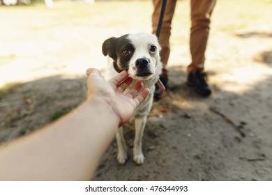 Hand Of Man Caress Little Scared Dog From Shelter Posing Outside In Sunny Park, Adoption Concept