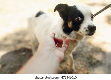 Hand Of Man Caress Little Scared Dog From Shelter Posing Outside In Sunny Park, Adoption Concept