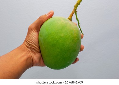 The hand of a man holding a green raw mango with a white background