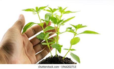 Hand Man Holding A Plant Green Tree Giving Meaning Of Environmental Stewardship Tree Isolated On White Background.