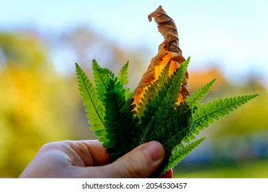 Hand Of A Man Holding The Tip Of Small Young Fern Leaves On Forest Background. Bright Green Leaf And Dry Brown Leaf Back Lit By Sun Light. Autumn Season Background With Copy Space. Closeup.