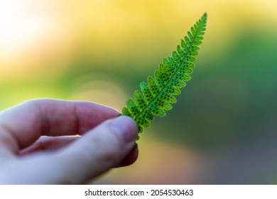 Hand Of A Man Holding The Tip Of A Small Young Fern Leaf On Colorful Sunny Background. Bright Green Leaf Back Lit By Sun Light. Blurred Background With Copy Space.